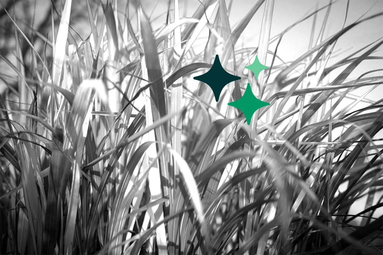 Background image of Miscanthus leaves close up with AI sparkles
