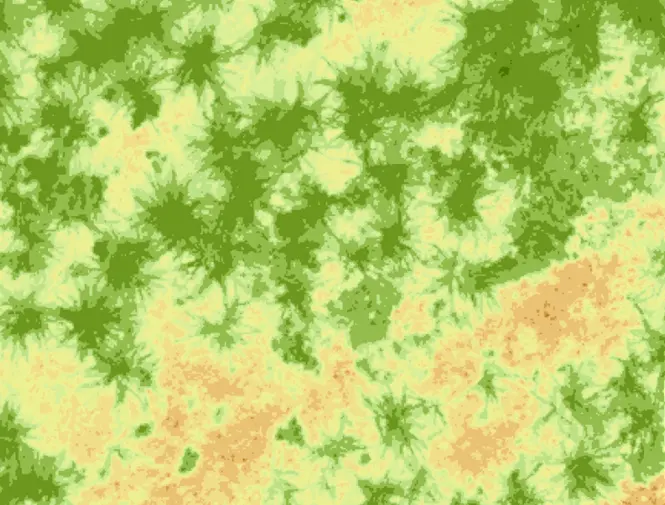 Normalized Difference Vegetation Index (NDVI) image of Miscanthus plants