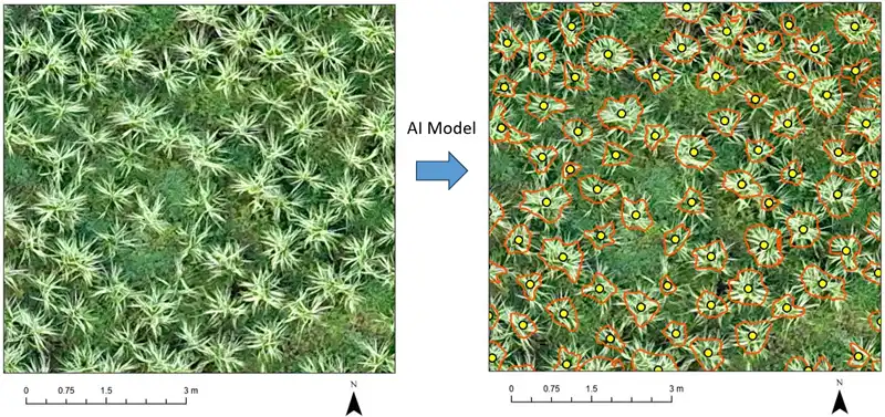 gono.ai - step 3+4 - Detection extents and plant centres