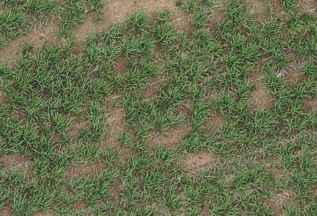 Miscanthus drone image of 2nd year plants after 2 months growth, high resolution