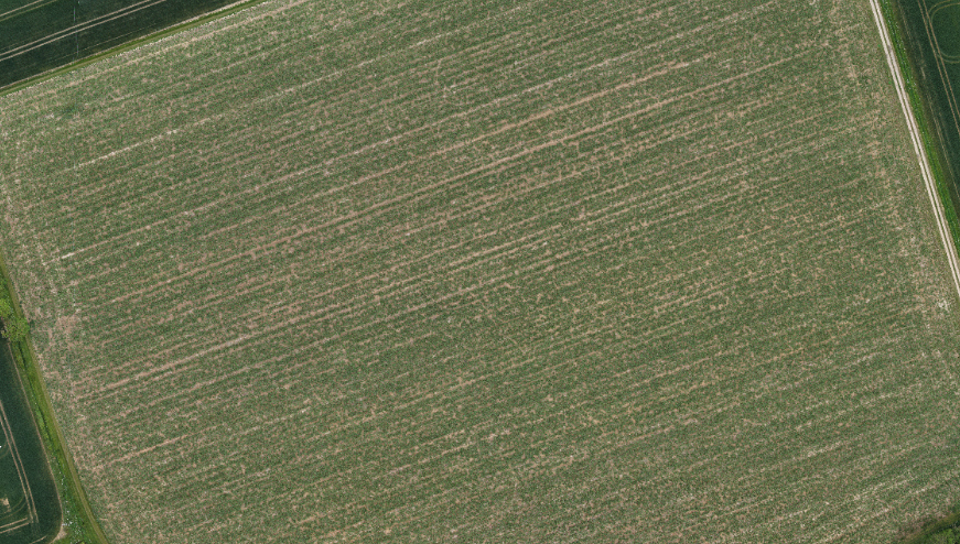 Miscanthus drone image of 2nd year plants after 2 months growth, low resolution