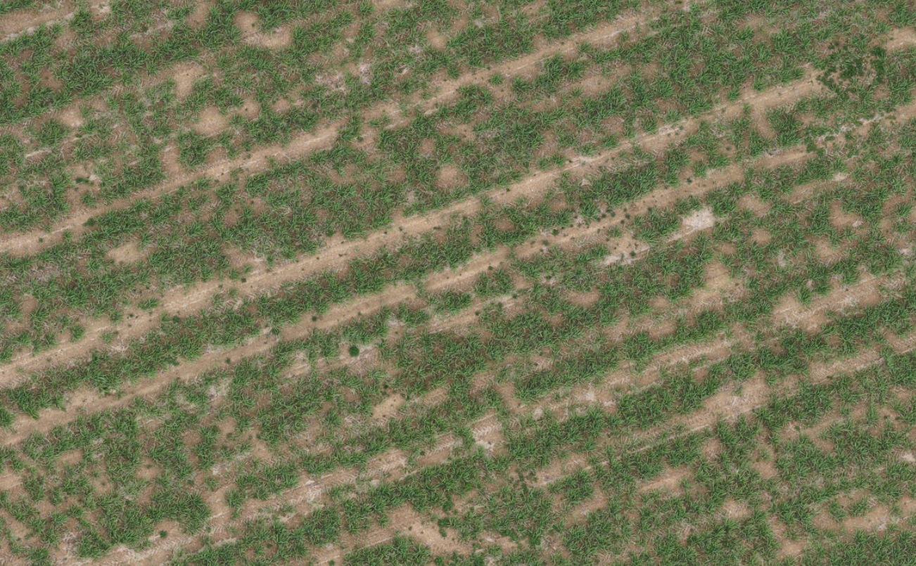 Miscanthus drone image of 2nd year plants after 2 months growth, mid resolution